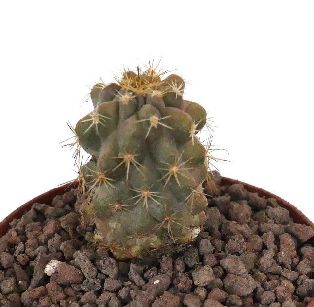 Copiapoa haseltoniana x Copiapoa goldii seltener Sukkulenten-Kaktus mit rundlichen Rippen und gelben Stacheln im Topf