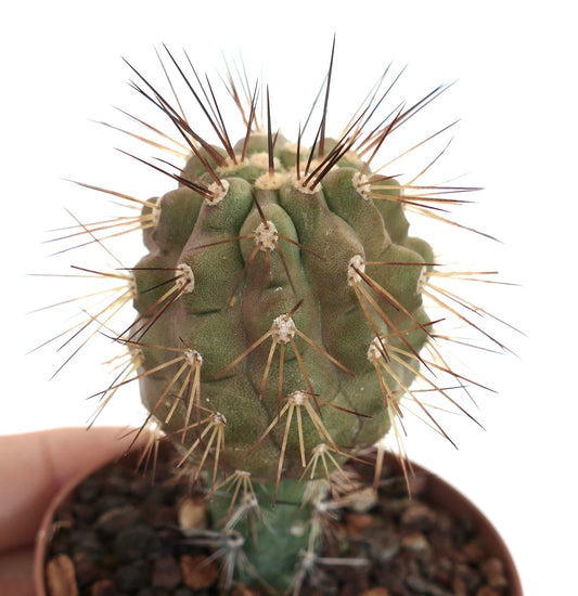 Copiapoa haseltoniana X krainziana var. brunispina