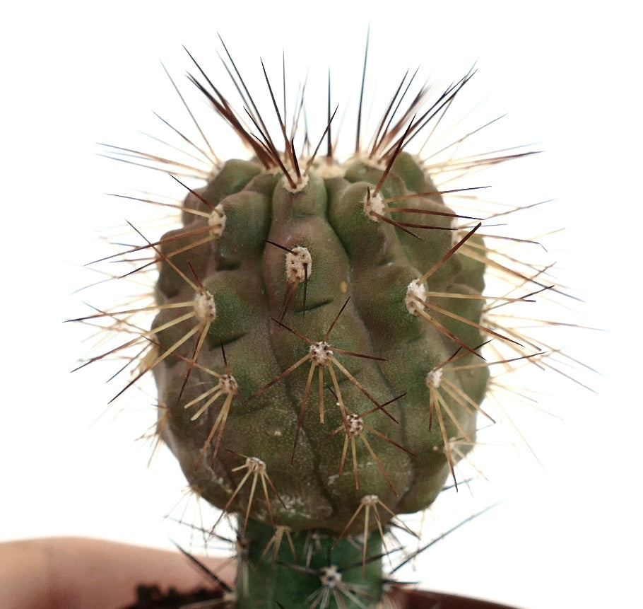 Copiapoa haseltoniana X krainziana var. brunispina