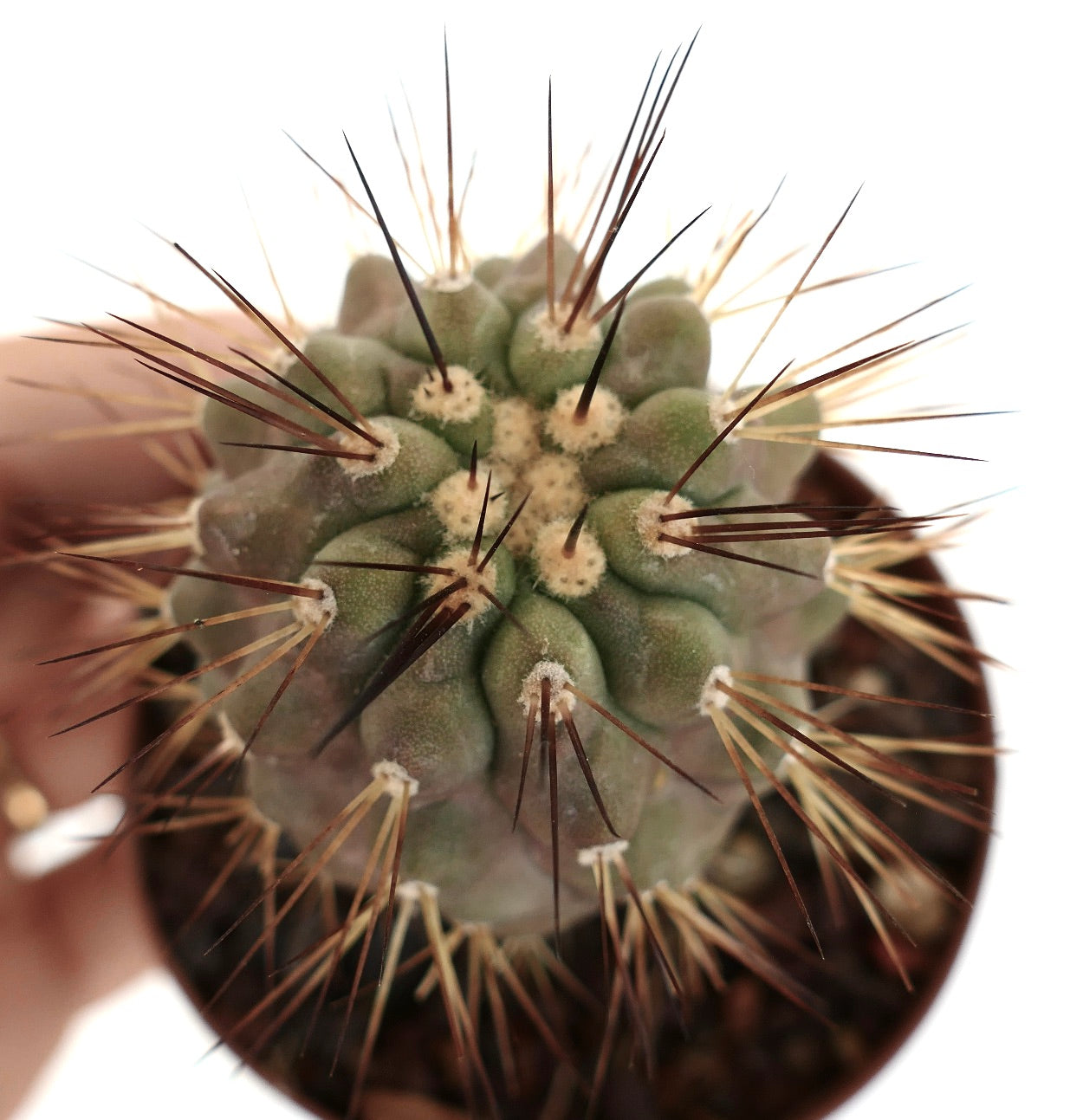 Copiapoa haseltoniana X krainziana var. brunispina