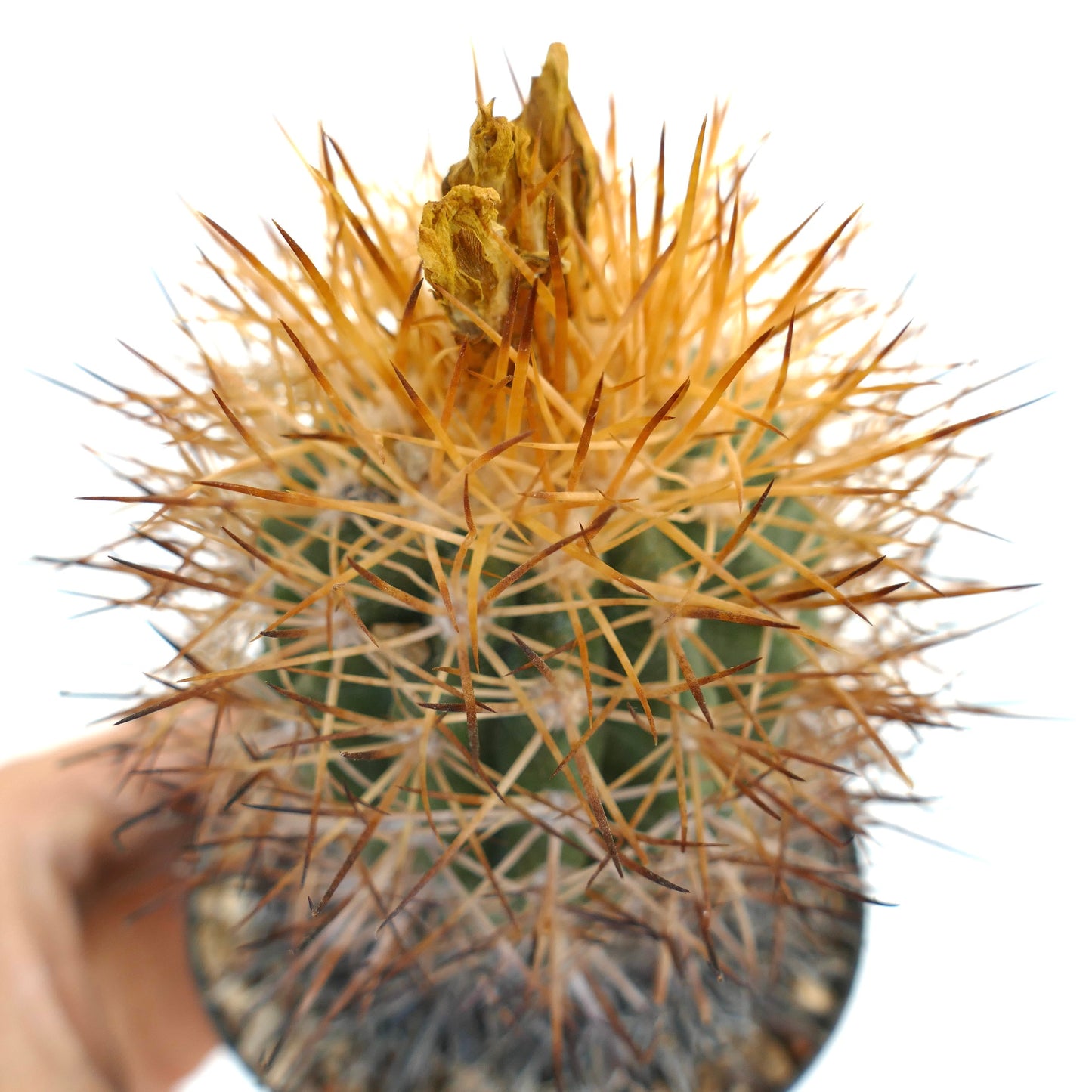 Copiapoa hornilloensis