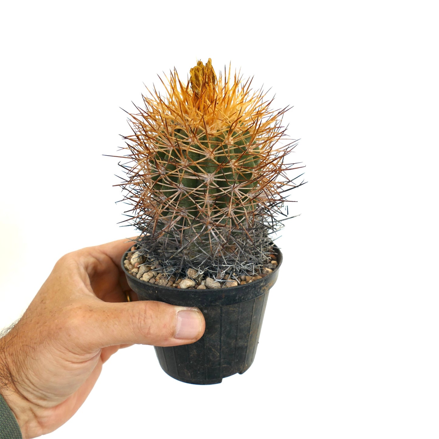 Copiapoa hornilloensis