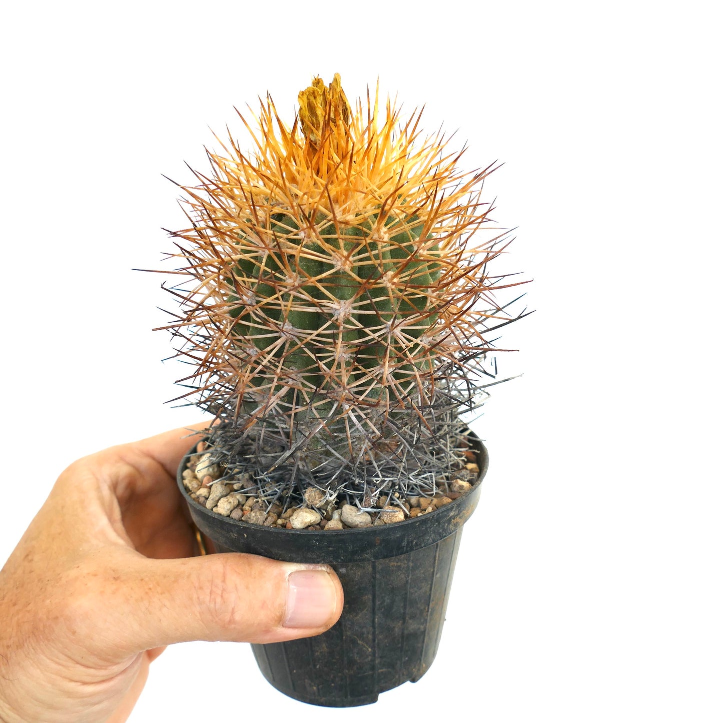 Copiapoa hornilloensis