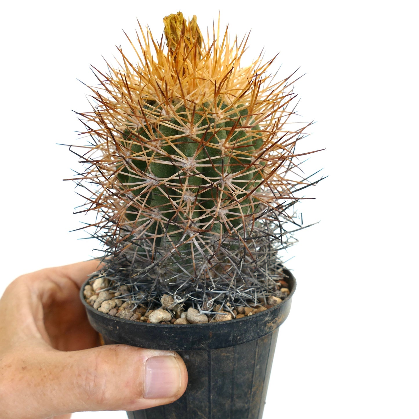 Copiapoa hornilloensis