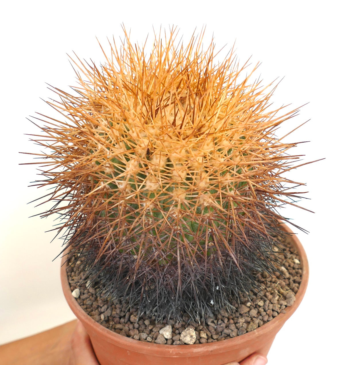 Copiapoa hornilloensis cactus with dense orange and dark brown spines in terracotta pot