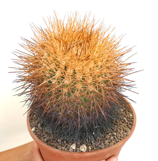 Copiapoa hornilloensis cactus with dense orange and dark brown spines in terracotta pot