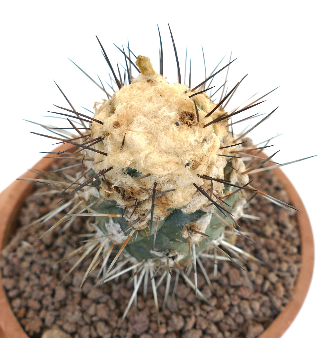 Copiapoa humilis TC9