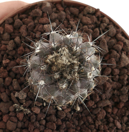 Copiapoa humilis