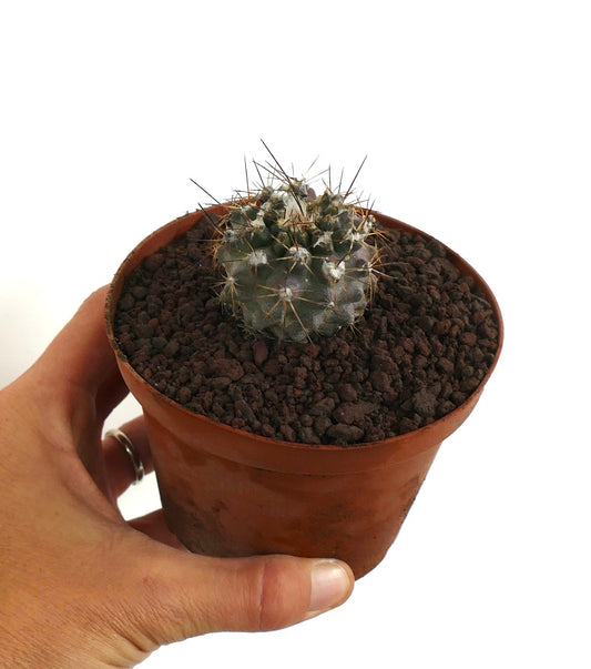 Copiapoa humilis