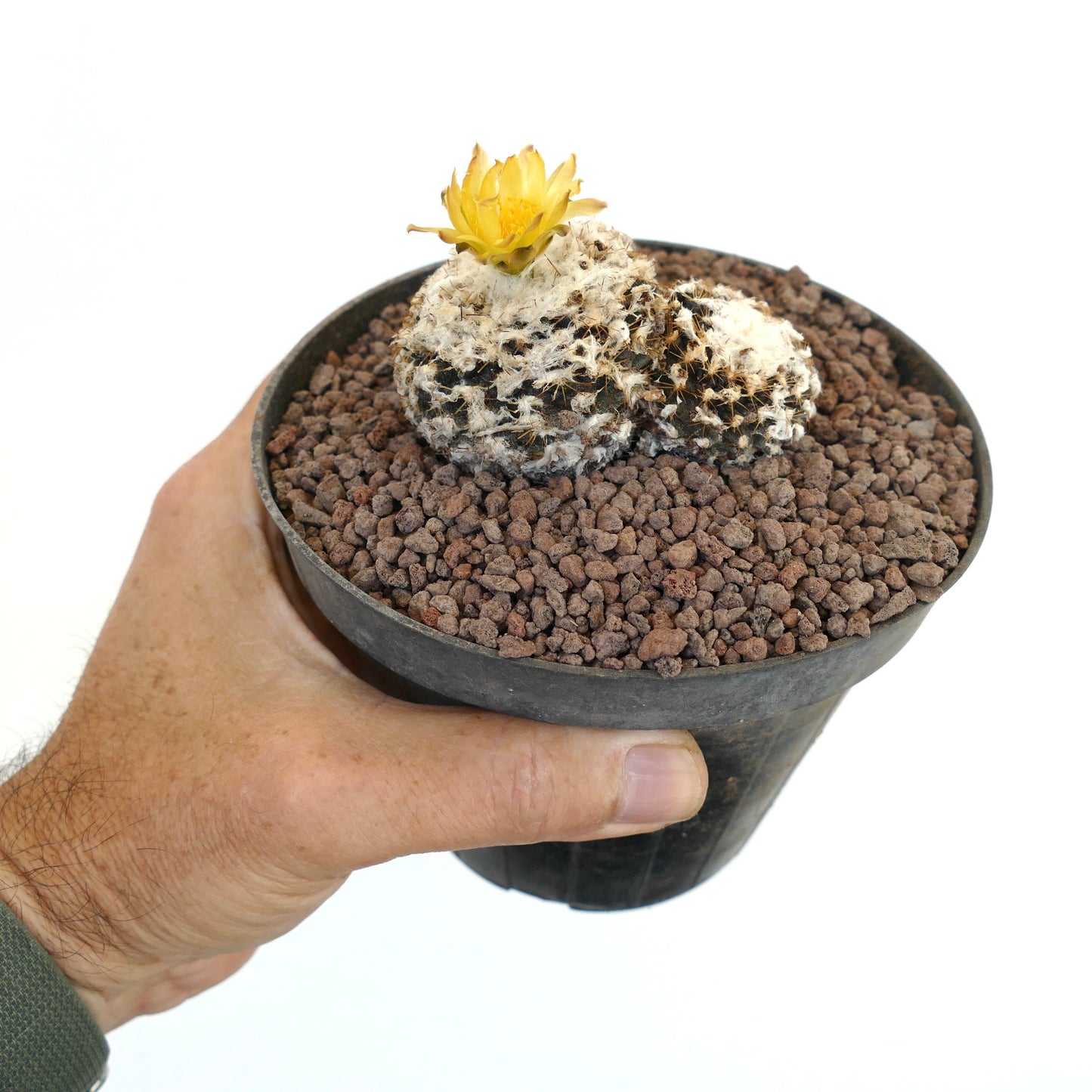 Copiapoa humilis (2 heads) RA91