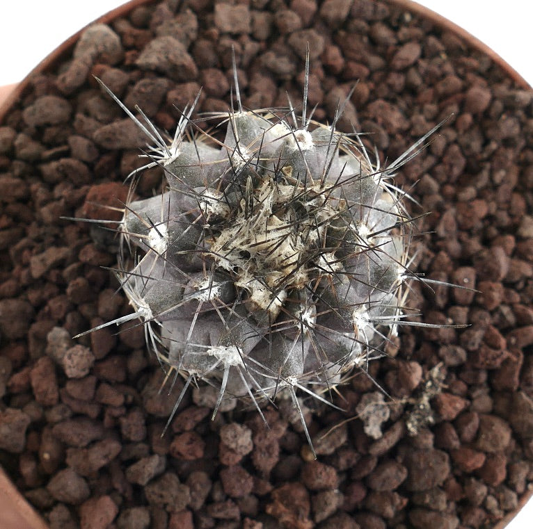 Copiapoa humilis