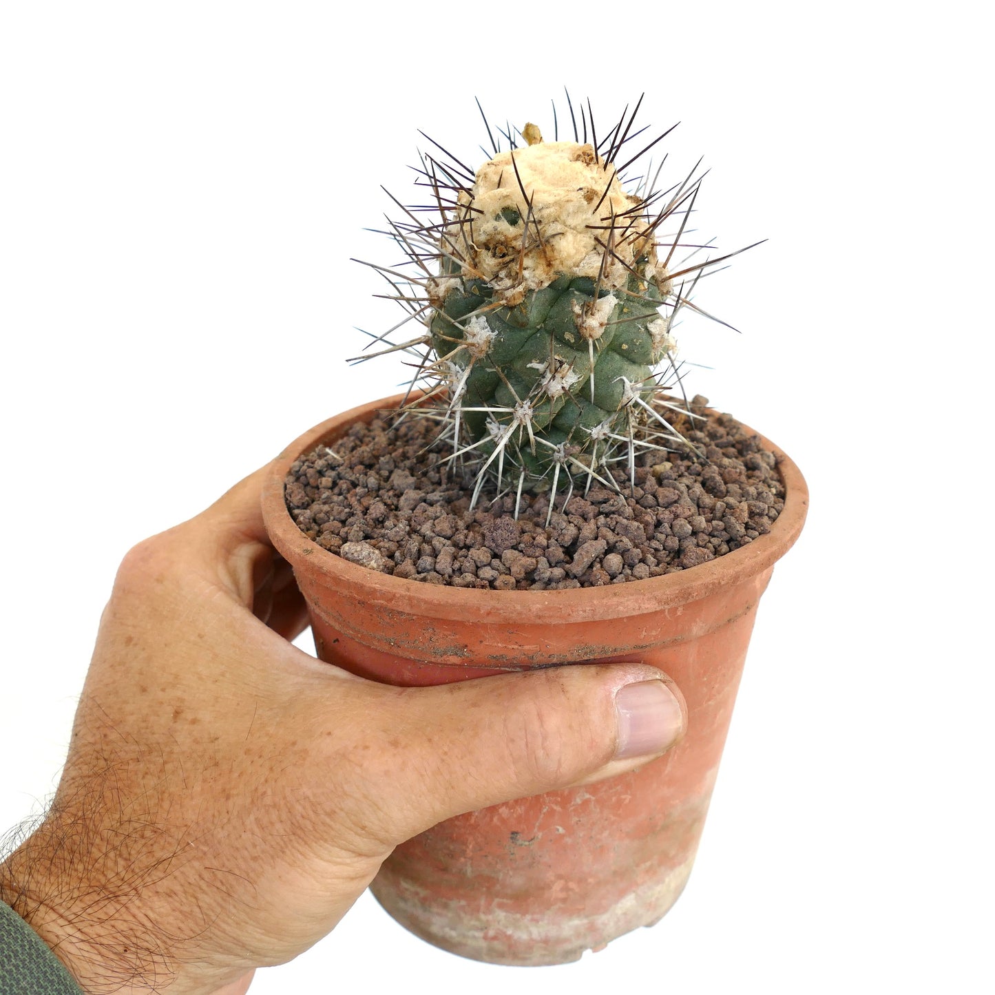 Copiapoa humilis TC9