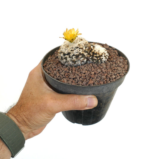 Copiapoa humilis (2 heads) RA91