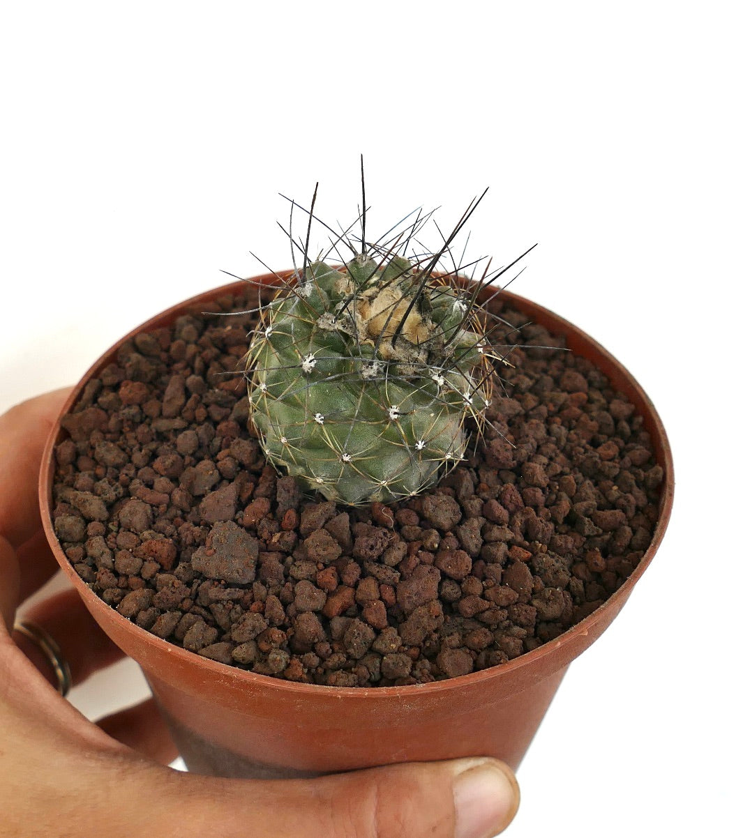 Copiapoa humilis