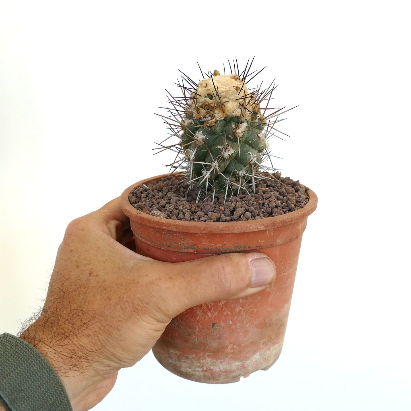 Copiapoa humilis TC9