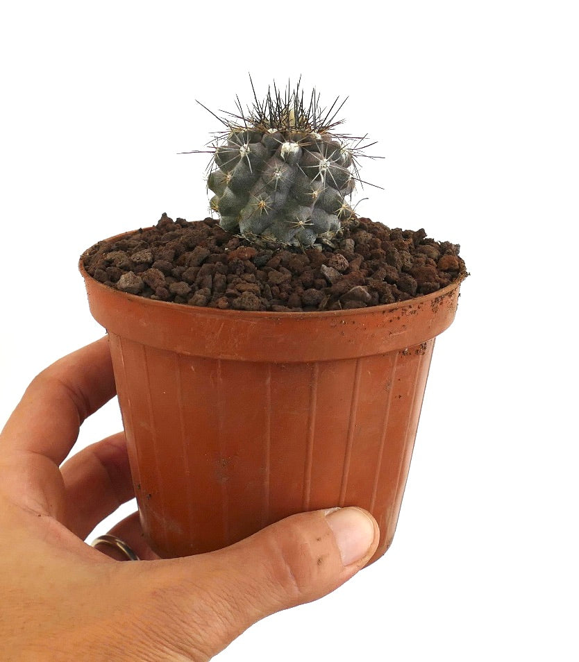 Copiapoa humilis