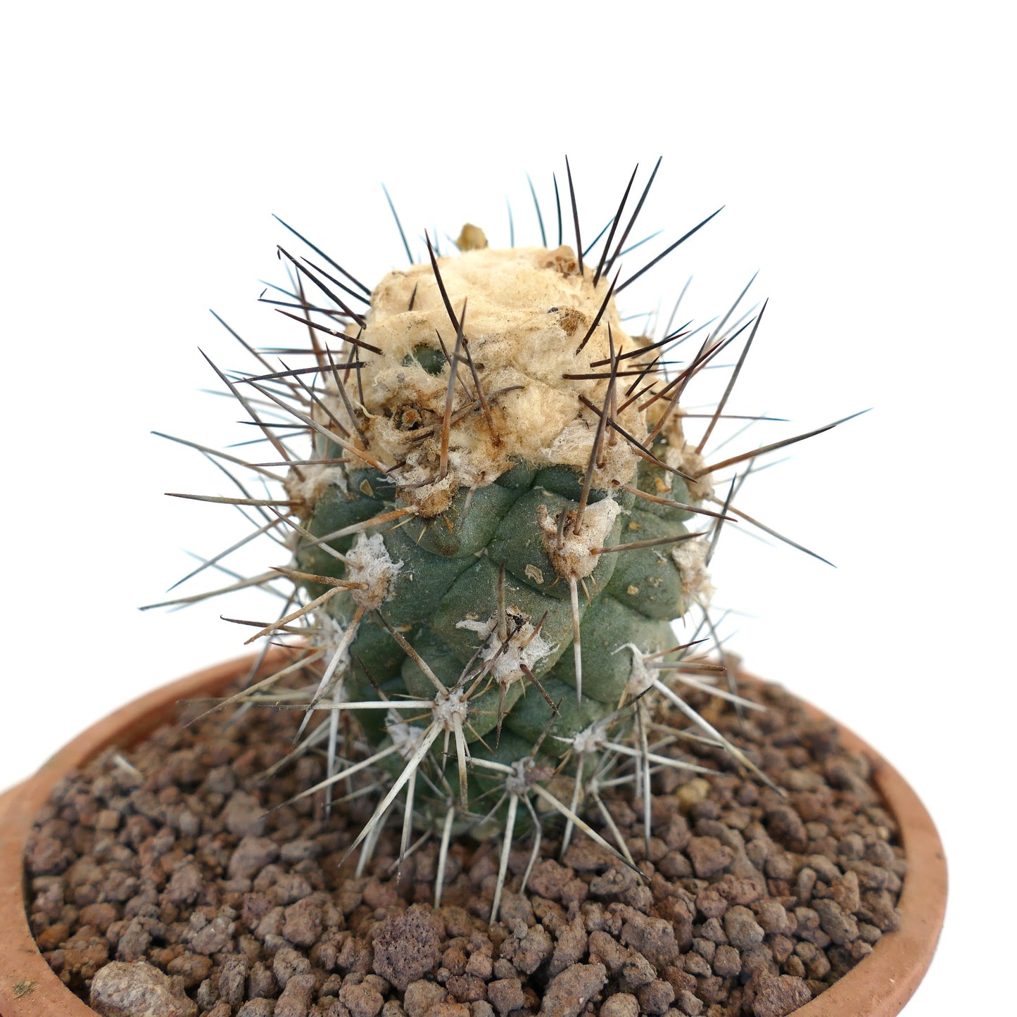 Copiapoa humilis TC9