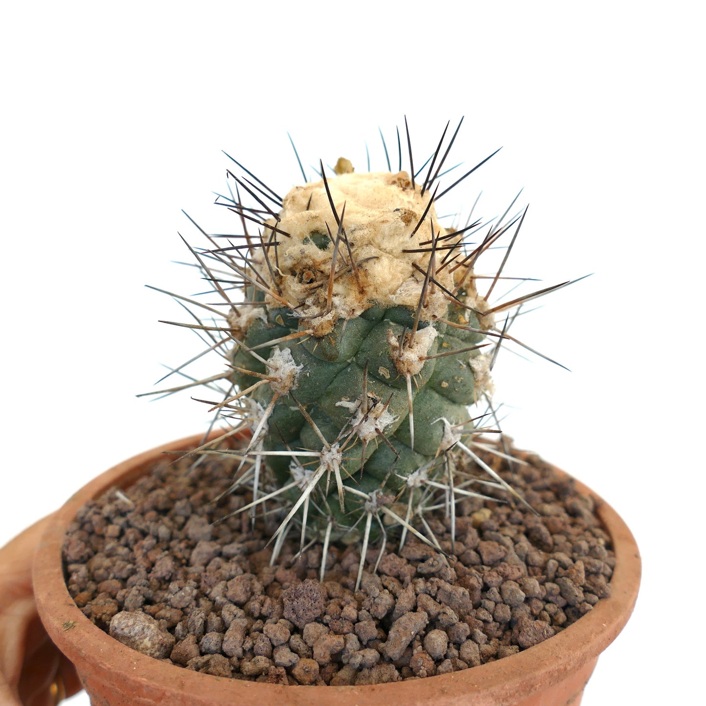 Copiapoa humilis TC9