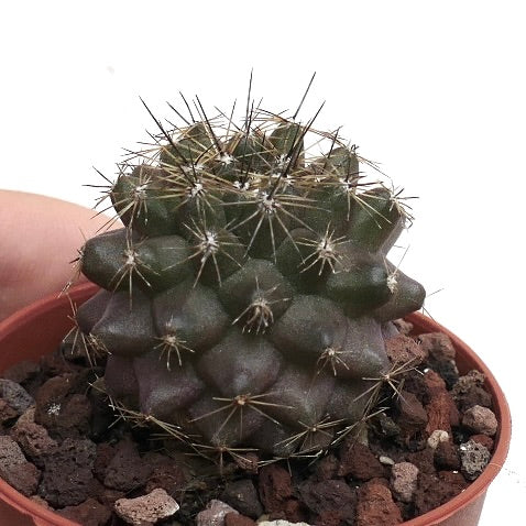 Copiapoa humilis XY954