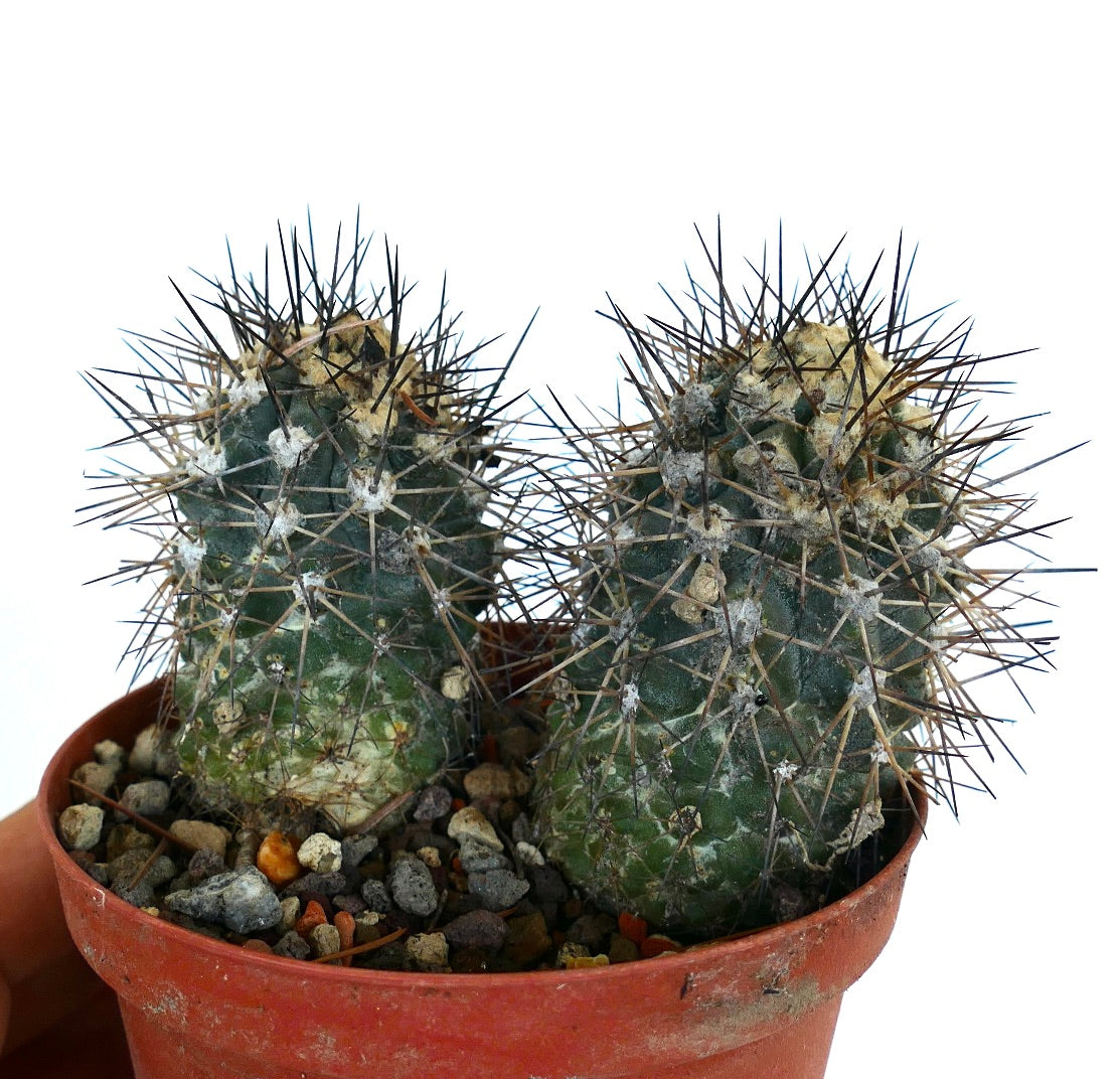 Copiapoa humilis