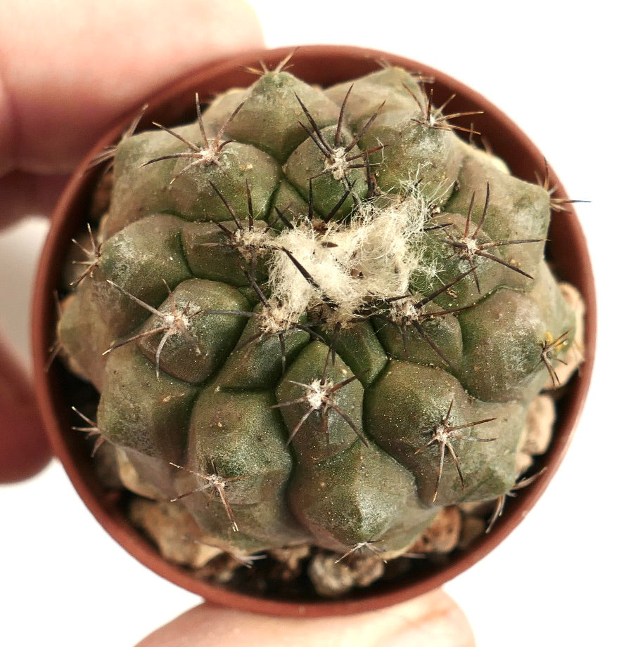Copiapoa humilis small succulent cactus with dark spines and woolly areoles in pot