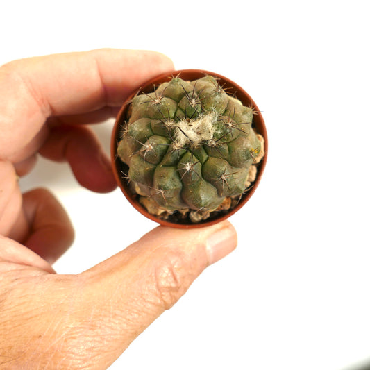 Copiapoa humilis small succulent cactus with rounded tubercles and dark spines in pot