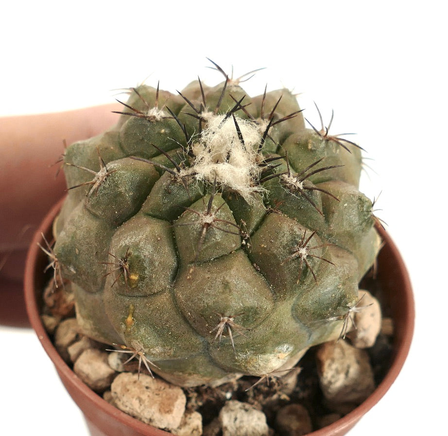 Copiapoa humilis small succulent cactus with dark spines and woolly areoles in pot