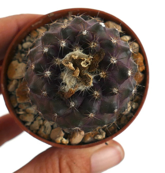 Copiapoa humilis rare dark purple succulent cactus with spines in small pot