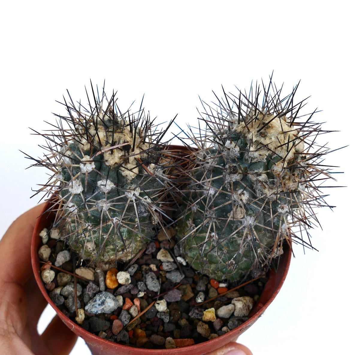 Copiapoa humilis