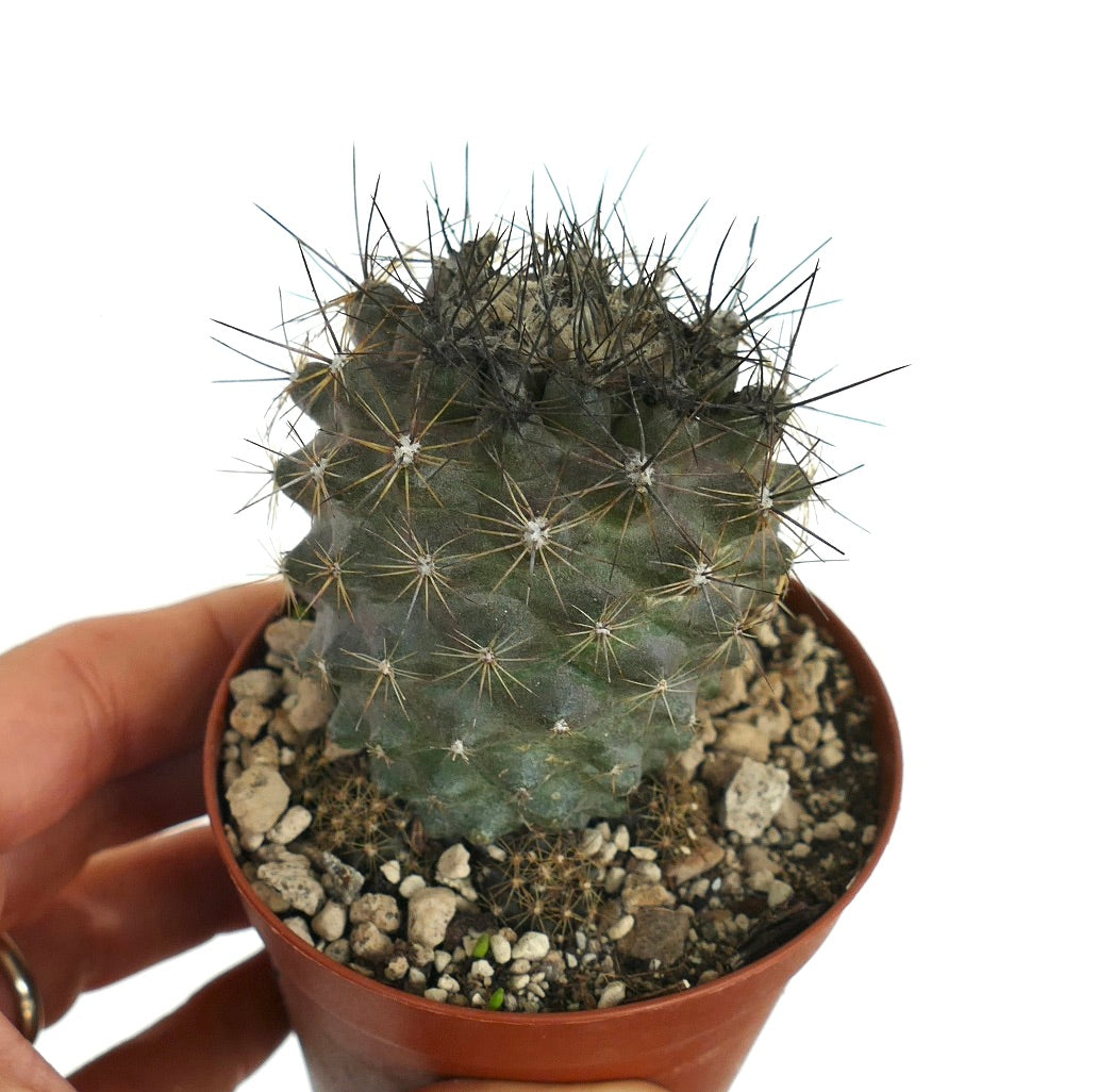 Copiapoa humilis