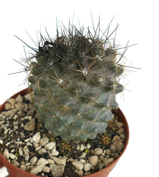 Copiapoa humilis