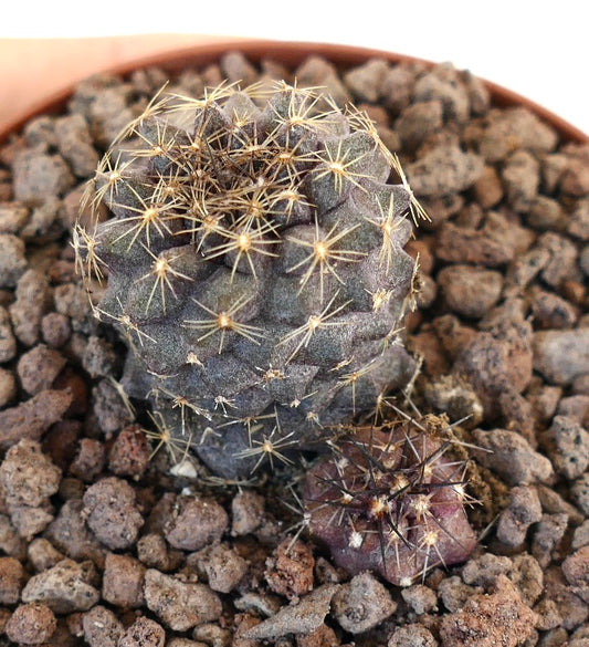 Copiapoa humilis succulent cactus with dark purple body and yellowish spines in rocky soil
