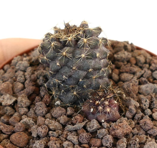 Copiapoa humilis dark purple succulent cactus with sharp yellow spines in rocky soil