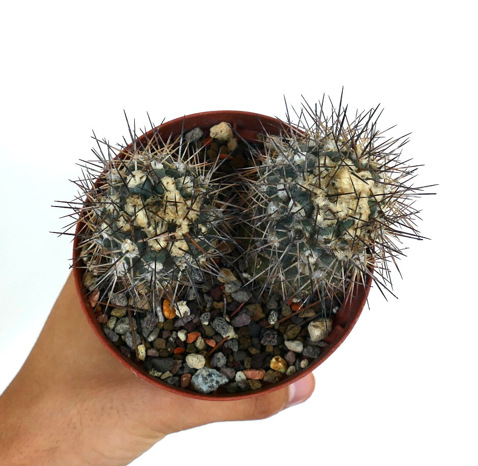 Copiapoa humilis