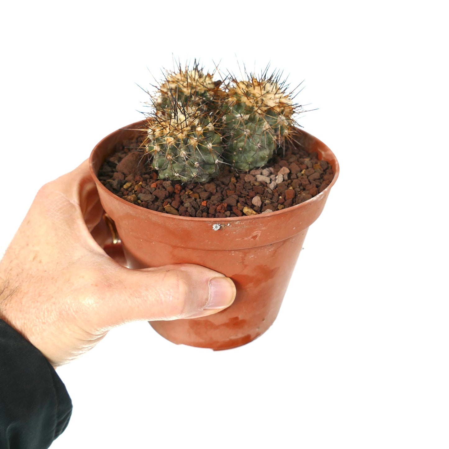 Petit cactus succulent Copiapoa humilis avec trois têtes vertes épineuses dans un pot en terre cuite