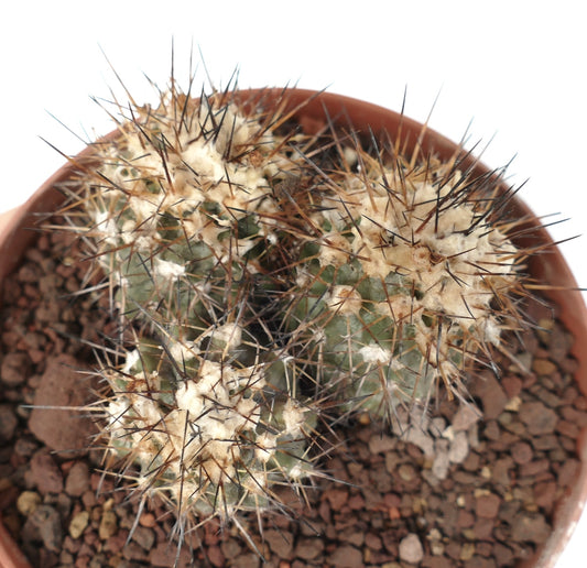Copiapoa humilis succulent cactus with dense white wool and long dark spines in pot