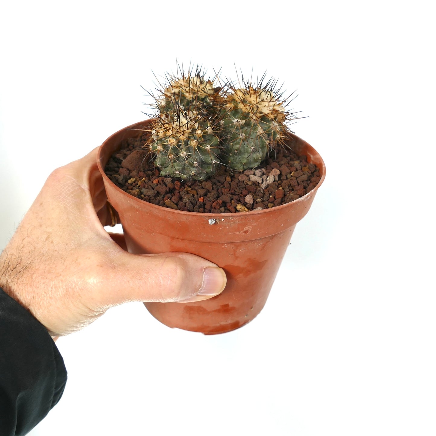 Copiapoa humilis petit cactus en groupe avec des épines denses et pointues dans un pot en terre cuite