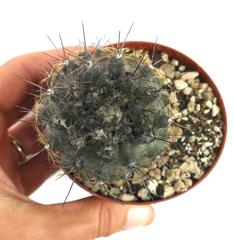 Copiapoa humilis