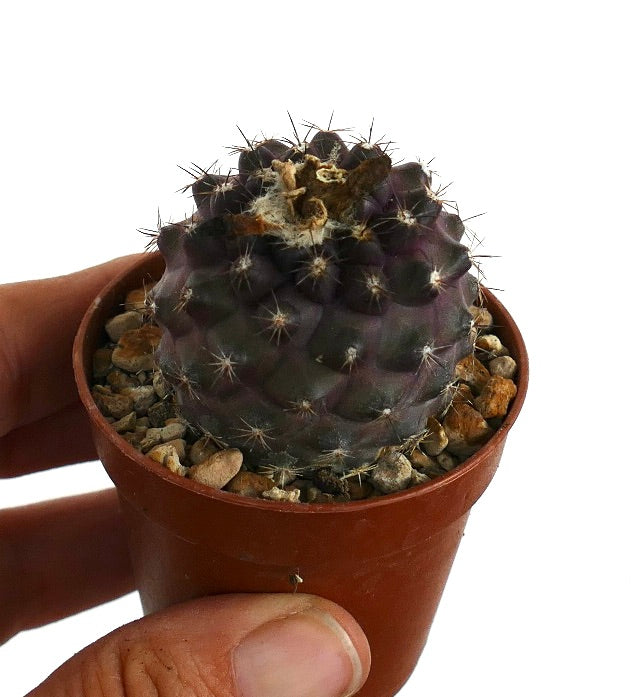 コピアポア・フミリス｜短い棘が特徴の希少な小型パープルサボテン多肉植物（鉢植え）