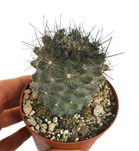 Copiapoa humilis