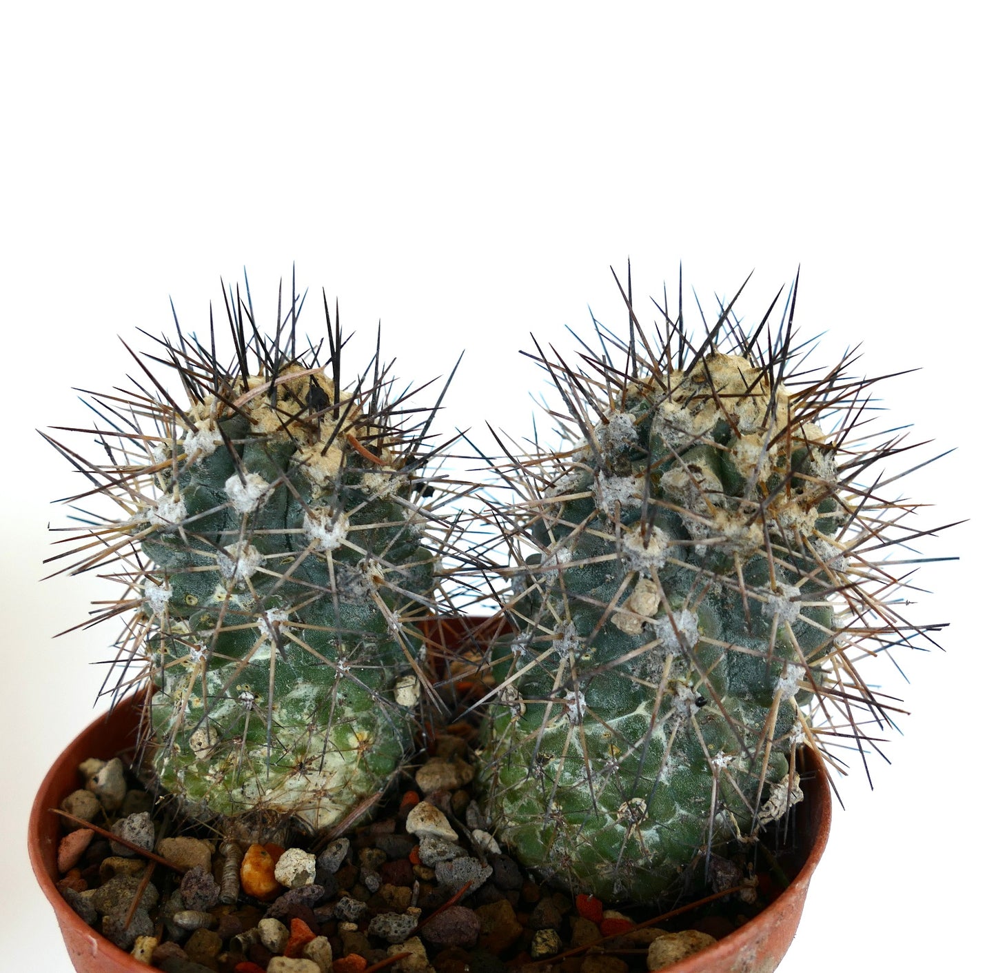 Copiapoa humilis