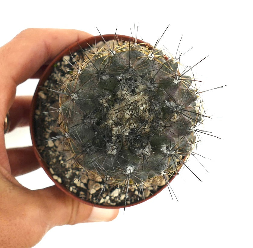 Copiapoa humilis