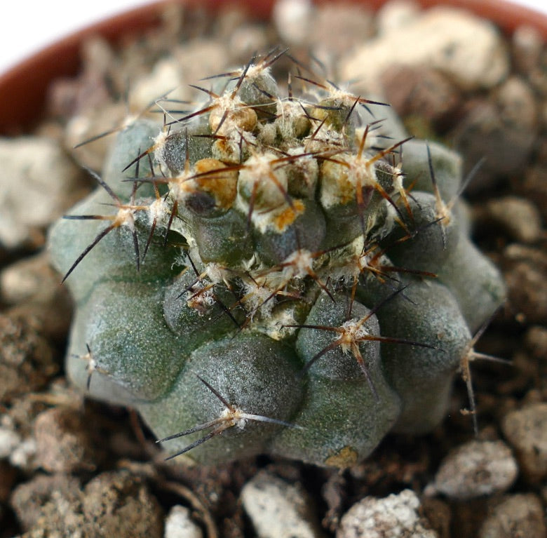 Copiapoa humilis rare succulent cactus with dark spines and textured green body