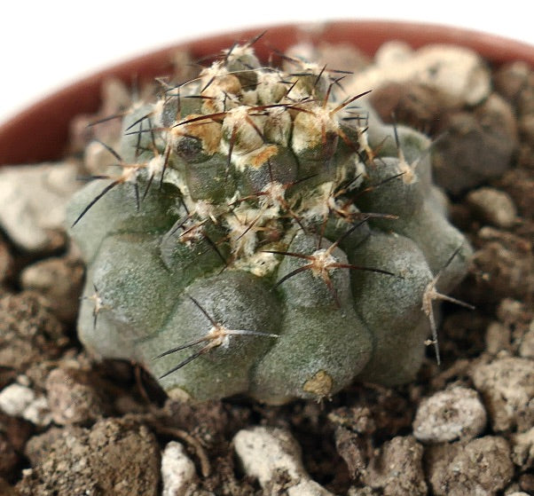 Copiapoa humilis rare succulent cactus with dark spines and textured green body