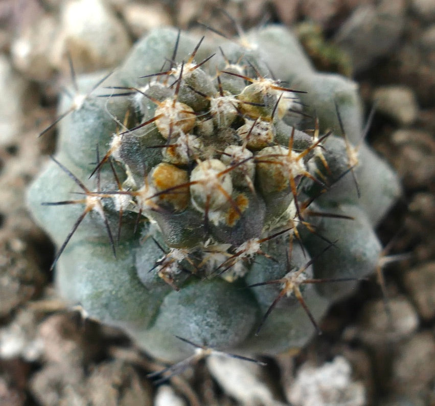 Copiapoa humilis rare succulent cactus with dark spines and rounded gray-green body