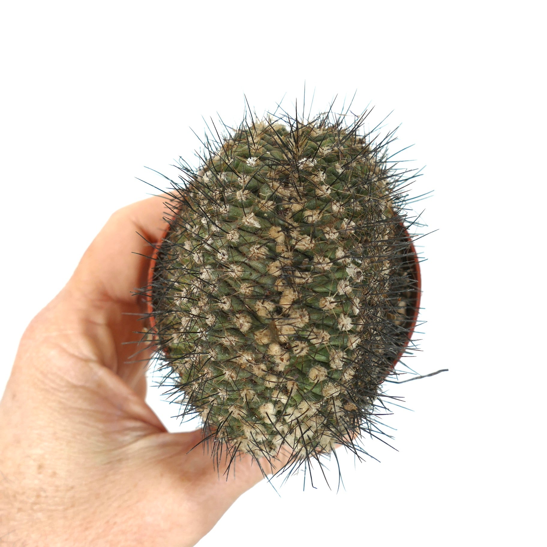 Copiapoa humilis crested rare succulent cactus with dense black spines and textured surface