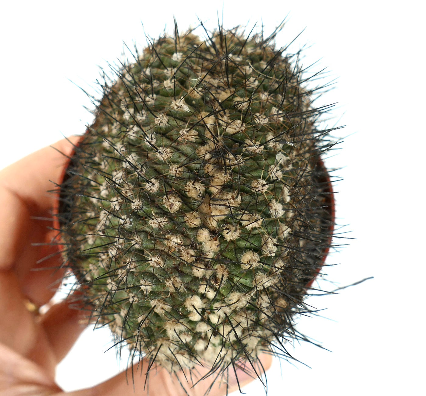 Copiapoa humilis crested rare succulent cactus with dense black spines and textured green body