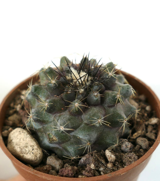 Cactus suculento Copiapoa humilis con cuerpo oscuro y espinas centrales negras prominentes en maceta