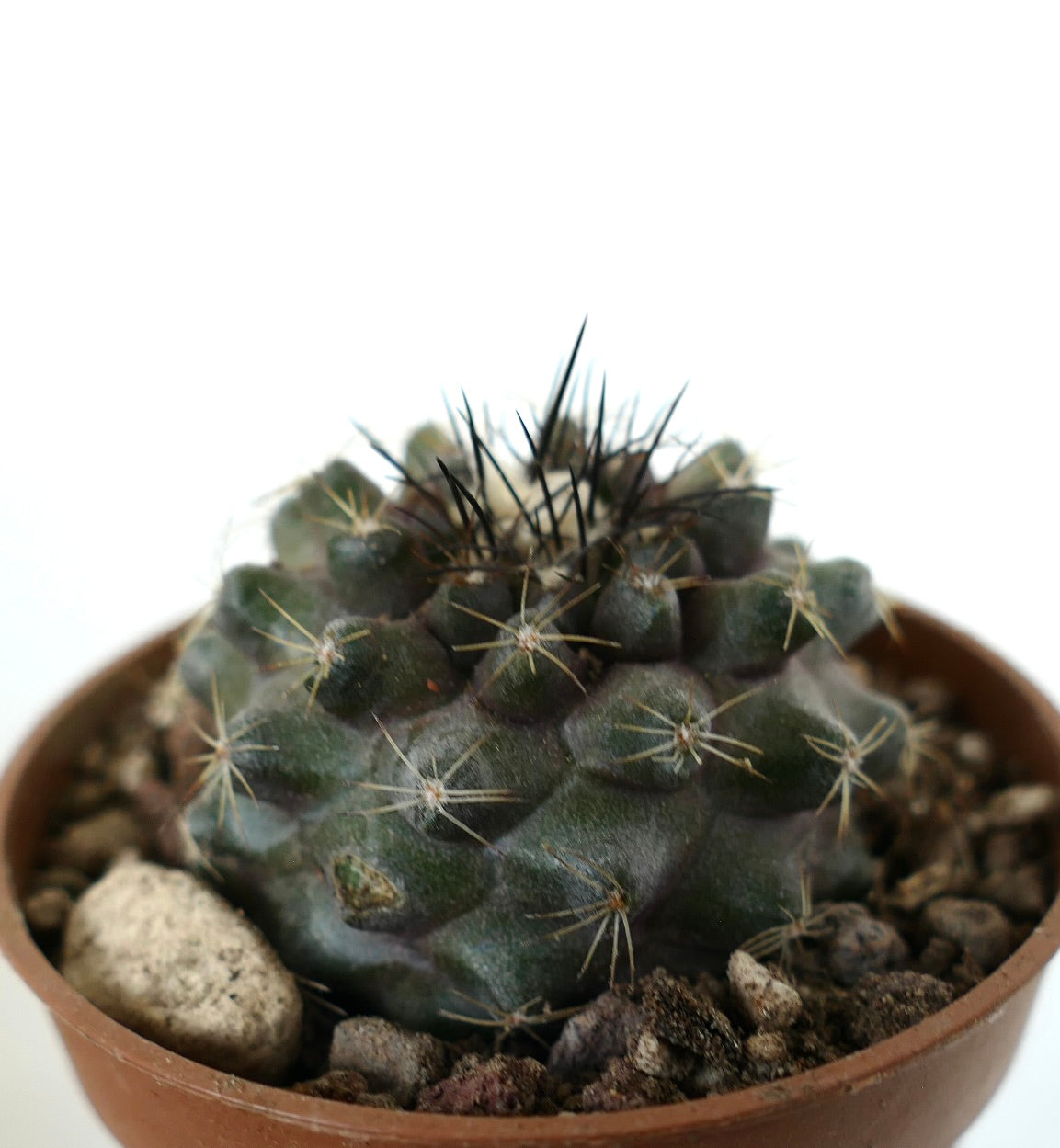 Copiapoa humilis pianta succulenta con corpo scuro e spine nere prominenti in vaso