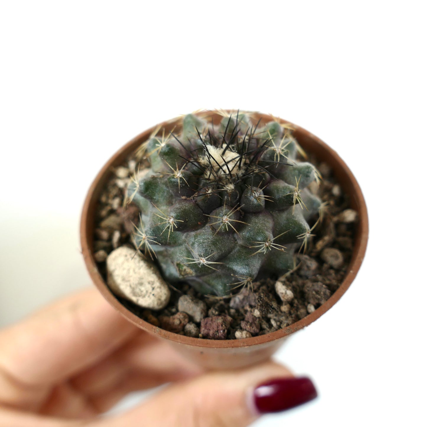 Copiapoa humilis piccolo cactus succulento con corpo scuro e spine nere appuntite in vaso